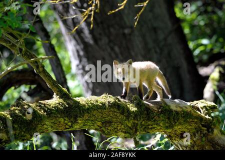 Young explorer. Junger entdecker. Stock Photo
