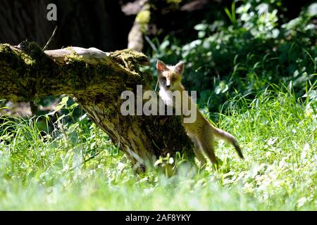 Young explorer. Junger entdecker. Stock Photo