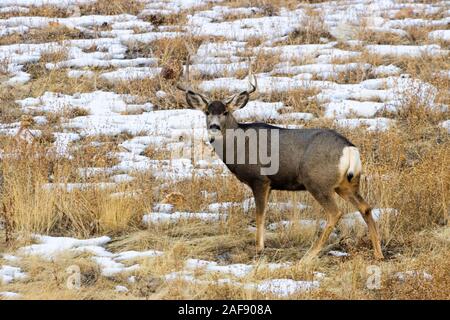 Beautiful buck mule deer in the snow at sunset on a cold Colorado winter evening Stock Photo