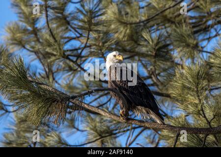 A bald eagle is perched on a branch in a pine tree near Coeur d'Alene, Idaho Stock Photo