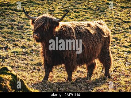 Young highland cow (also known as hairy coo) with hair- covered eyes on Glasgow Pollok Park on a sunny winter afternoon. Stock Photo