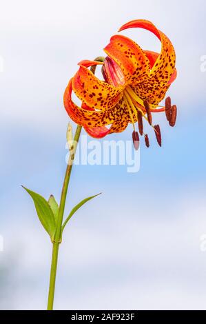 The orange wildflower, a prairie flower, called Michigan lily of species Lilium michiganense in the Liliaceae family against a blue cloudy sky. Stock Photo