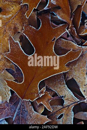 The cold autumn air formed frost on the woodland floor and along the perimeter of this magical scarlet oak leaf of species Quercus coccinea Stock Photo