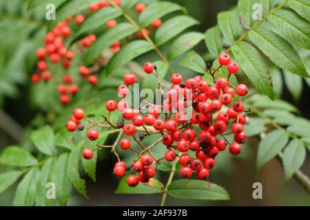 Sorbus commixta. Japanese rowan displaying distinctive red berries n early autumn. UK Stock Photo