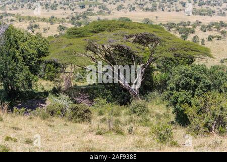 Tanzania. Acacia Kirkii, Loliondo Concession area, adjacent to Serengeti National Park, northeastern sector. Stock Photo