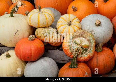Cucurbita pepo. A display of pumpkins and squash in autumn - October.  UK Stock Photo