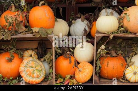 Cucurbita pepo. A display of pumpkins and squash in autumn - October.  UK Stock Photo