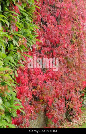 Climbing plants. Parthenocissus quinquefolia; red autumn five-pointed leaves of Virginia creeper contrasting with a green climbing plant on a wall. UK Stock Photo