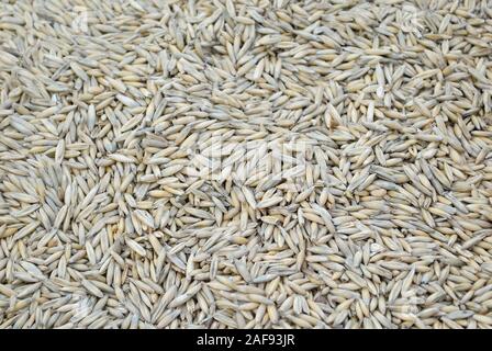 natural unpeeled oat grains background, closeup Stock Photo