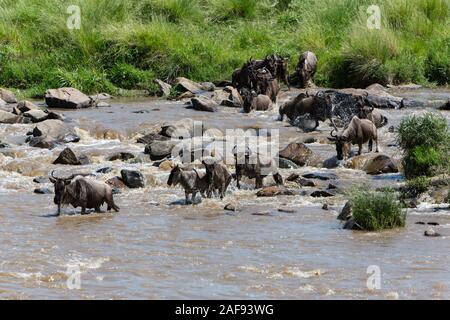 Tanzania. Serengeti. Wildebeest Crossing the Mara River. Stock Photo