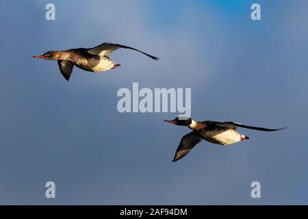 Red-breasted mergansers in flight Stock Photo