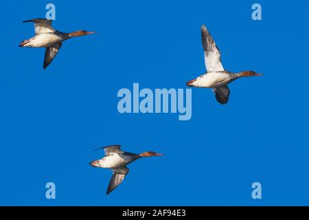 Red-breasted mergansers in flight Stock Photo