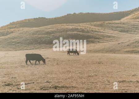 Cow on the Pacific Crest Trail at Warner Springs, California Stock Photo