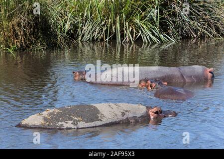 Tanzania. Ngorongoro Crater, Hippos in the Hippopotamus Pool.