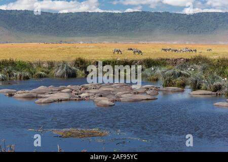 Tanzania. Ngorongoro Crater, Hippos in the Hippopotamus Pool, Zebra in the Distance.