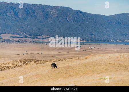 Cow on the Pacific Crest Trail at Warner Springs, California Stock Photo