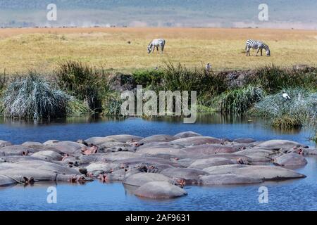 Tanzania. Ngorongoro Crater, Hippos in the Hippopotamus Pool, Zebra in the Distance.