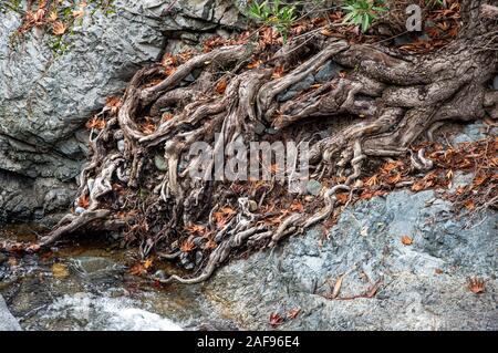 Tree roots resting on a rocky river surface. Roots are a simple of life. Stock Photo