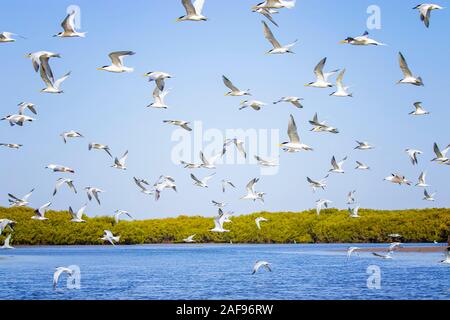 The group of birds, sandwich terns in seabird park and reserve of Senegal, Africa. They are flying in lagoon Somone. Stock Photo