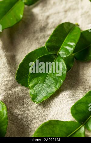 Raw Green Organic Kaffir Lime Leaves in a Bunch Stock Photo