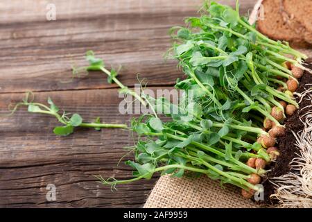 Growing pea sprouts in black soil. Healthy eating,vegeterian concept. On wooden black background Stock Photo
