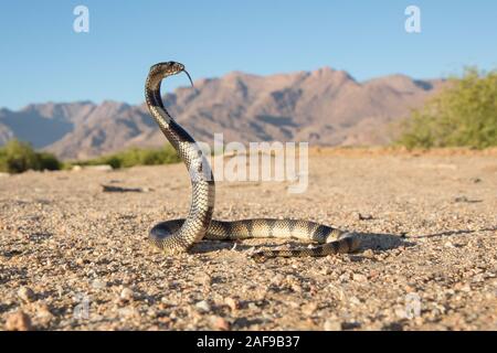 Kunene Shield Cobra