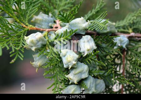 A sprig of green western thuja with cones closeup. Thuja occidentalis coniferous plant. There are a lot of pale green cones on the branch. It is used Stock Photo