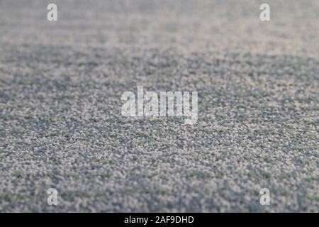 Close-up of light grey carpet texture background in conference room.The texture of the light gray surface of the carpet. Selective focus. Stock Photo