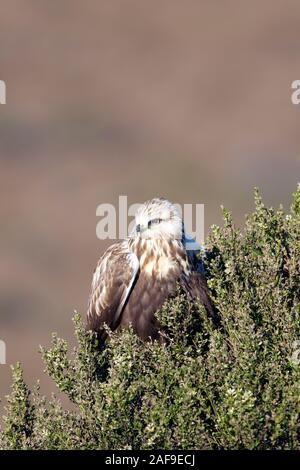 Rough-legged hawk Stock Photo