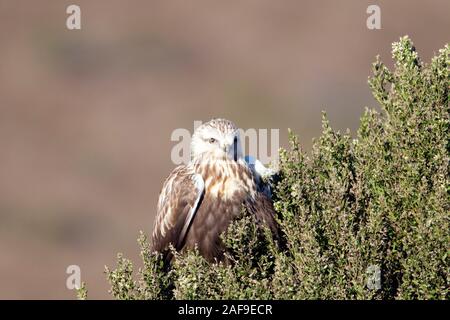 Rough-legged hawk Stock Photo