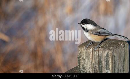 A black-capped chickadee perches on the post of a wooden fence in the wintertime. The bird has a small bit of snow on its beak as it looks to the side Stock Photo