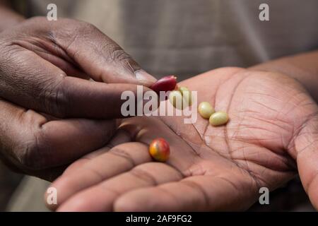 Tanzania.  Coffee Beans from Inside the Hull. Stock Photo