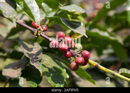 Tanzania.  Arabica Coffee Fruit ('Cherries' or 'Berries') on the Tree. Near Arusha. Stock Photo