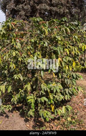 Tanzania.  Arabica Coffee Fruit ('Cherries' or 'Berries') on the Tree. Near Arusha. Stock Photo