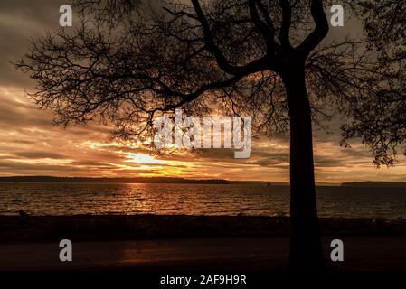 Winter sunset barren tree in silhouette. Stock Photo