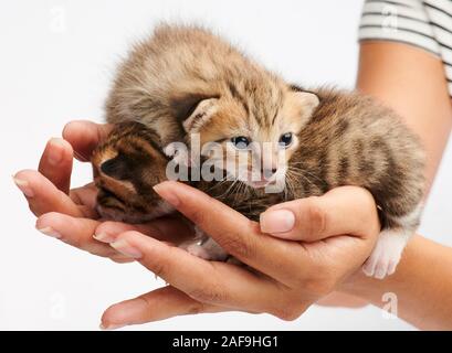 Two small kitty on woman hand isolated on white background Stock Photo