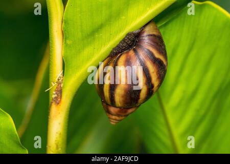 Giant African Snail (Lissachatina fulica) eating Hosta Stock Photo