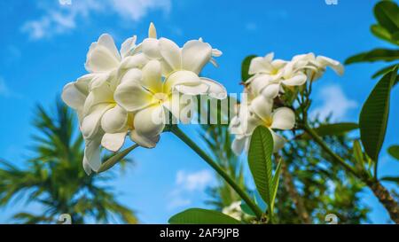 Creamy white flowers with a yellow center, blooming on a fragrant plumeria tree, also known as frangipani. Stock Photo