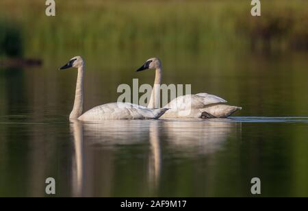 Trumpeter swans in northern Wisconsin. Stock Photo
