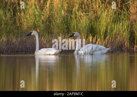 Trumpeter swans in northern Wisconsin. Stock Photo