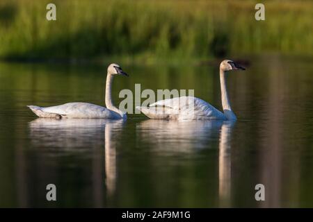 Trumpeter swans in northern Wisconsin. Stock Photo