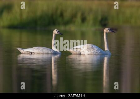 Trumpeter swans in northern Wisconsin. Stock Photo