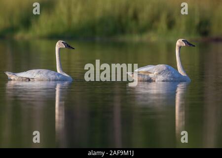 Trumpeter swans in northern Wisconsin. Stock Photo