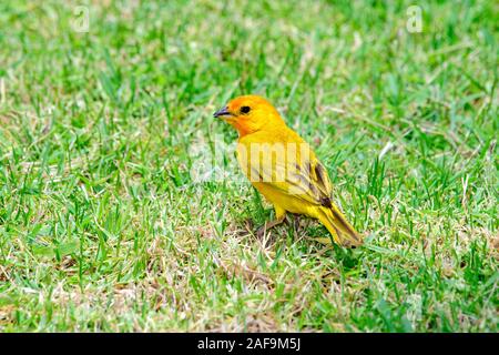 Saffron Finch (Sicalis flaveola) Male standing in grass Stock Photo