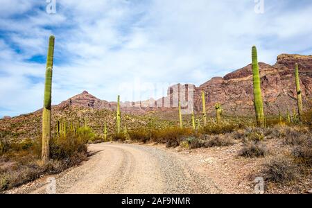 A view of the Organ Pipe Cactus National Monument along Ajo Mountain Drive in Southern Arizona Stock Photo