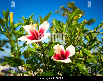 White Chinese hibiscus (Hibiscus rosa-sinensis) flowers with red hearts, also known as a Hawaiian hibiscus or rose mallow. Ishigaki, Okinawa, Japan Stock Photo