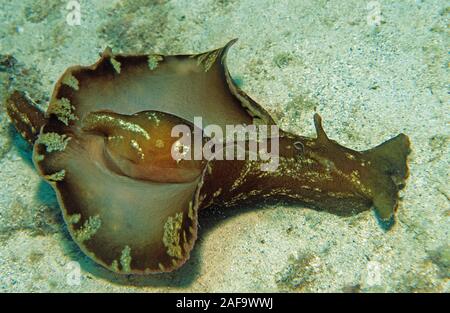 Mottled sea hare or sooty sea hare (Aplysia fasciata), Kas, Lykia, Turkey Stock Photo