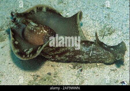 Mottled sea hare or sooty sea hare (Aplysia fasciata), Kas, Lykia, Turkey Stock Photo