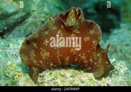 Mottled sea hare or sooty sea hare (Aplysia fasciata), Kas, Lykia, Turkey Stock Photo