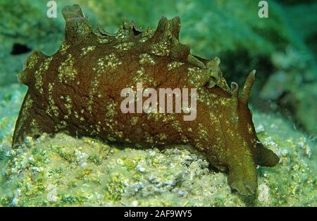 Mottled sea hare or sooty sea hare (Aplysia fasciata), Kas, Lykia, Turkey Stock Photo